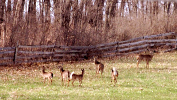 Deer in field